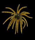Texas Tumbleweed 20mm- Watermelon Red