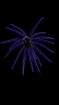 Texas Tumbleweed 20mm - Midnight Bluebonnet
