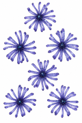 Micro Tumbleweeds - Bluebug- 6 pk