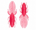 4" ProBug- Hot Pink- 6pk