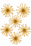 Micro Tumbleweeds - Texas Pecan- 6 pk